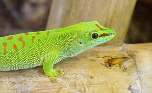 Un Gecko vert dans un terrarium