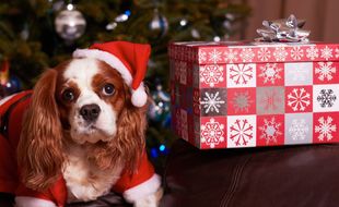 Noël : Vous comptez faire un cadeau à votre animal de compagnie