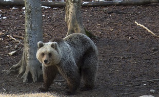 Un ours brun. Illustration.