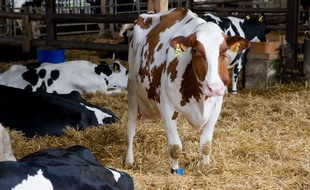 Une vache de la ferme de Viltain, à Jouy-en-Josas.