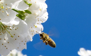 Illustration d'une abeille butinant une fleur