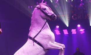 Dernières répétitions pour les chevaux avant la grande première du cirque Arlette Gruss, le 11 janvier 2018 à Bordeaux.