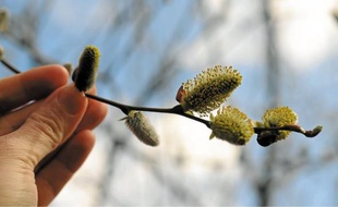 Le saule du pollinarium émet depuis quelques jours du pollen. L'alerte est donc donnée.