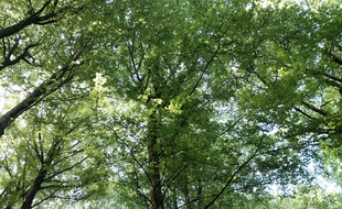 Une forêt en France (image d'illustration).