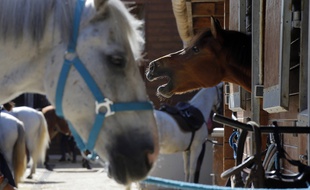 Illustration de chevaux, ici dans un centre équestre en région parisienne.