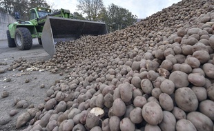Illustration de récolte de pommes de terre.