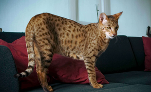 Un chat Ashera, une espère très rare.