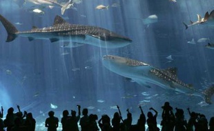 Des spectateurs observent des requins baleines dans le plus grand aquarium du monde à Motobu, Japon, le 9 juillet 2007.