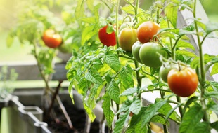 Dès le début du confinement, les recherches sur les potagers d'intérieur ont augmenté de 359%.