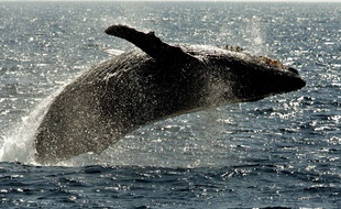 Illustration d'une baleine au large d'Hawaï.