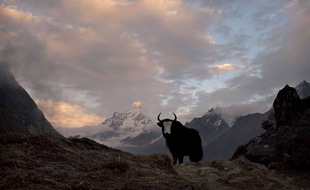 Au moins 300 yacks sont morts de faim dans la vallée indienne de Mukuthang, dans l'Himalaya (illustration).