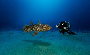 Le plongeur Laurent Ballesta a rencontré le coelacanthe, le plus vieux poisson du monde.