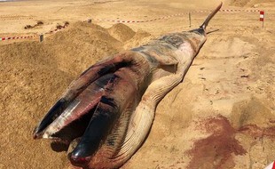 La jeune baleine échouée sur la plage.