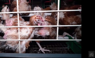 L'association a dévoilé une nouvelle vidéo choc sur un élevage de poules pondeuses situé dans la Manche.