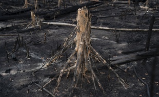 Une arbre brûlé dans la forêt amazonienne le 23 novembre 2019.