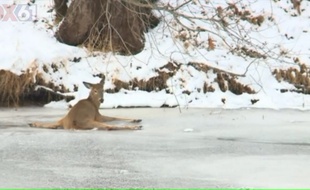 La biche est prise au piège sur la rivière gelée.