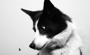 Un chien aux Etats-Unis en novembre 2013.