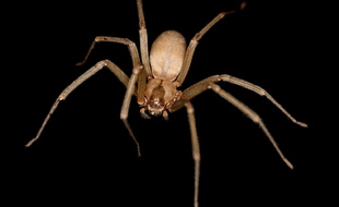 Morsure d'araignée-violon : « Il y a des araignées Morsure d'araignée-violon : « Il y a des araignées