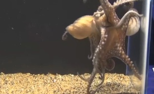 Accouplement original d'une espèce de poulpe étudiée par l'université de Californie.