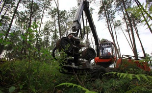 L'ONF prélève 60 à 70 % de la croissance biologique d'une forêt, et estime avoir encore une marge de 10 à 15 % de récolte supplémentaire.