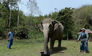 Un éléphant se nourrissant d'une préparation alimentaire contenant des grains de café, le 10 avril 2015 à Chiang Saen, en plien Triangle d'or, dans le nord de la Thaïlande