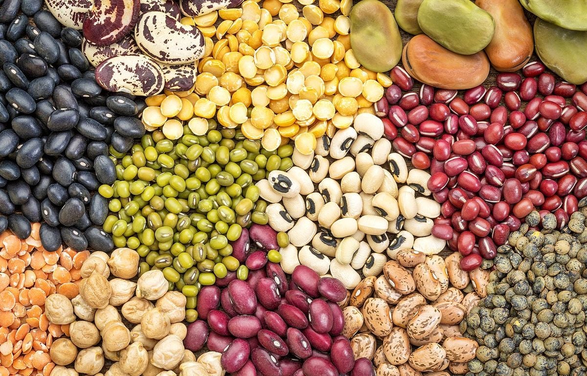 Agriculture Semer des légumineuses favoriserait un système