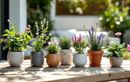 Seule cette alliance de 7 plantes anti-moustiques permet de profiter d’une terrasse zen tout l’été