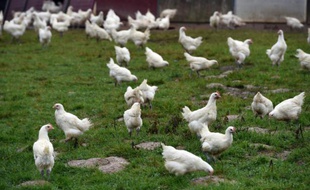 Le gouvernement a interdit l'exportation d'oiseaux vivants et d'oeufs de Dordogne