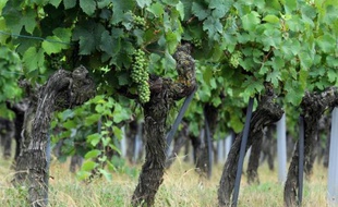 Des vignobles dans l'ouest de la France à Vauchretien