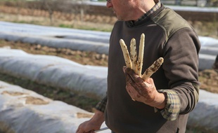 Asperges à Hoerdt (Bas-Rhin). Le 26 mars 2019.