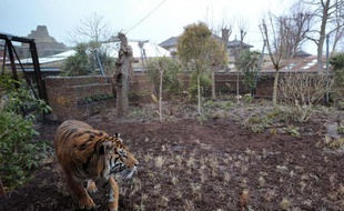 La naissance d'un bébé tigre, le premier à voir le jour au zoo de Londres depuis dix-sept ans, a été filmée en caméra cachée par les gardiens soucieux de ne pas stresser la mère, a annoncé le zoo mercredi.