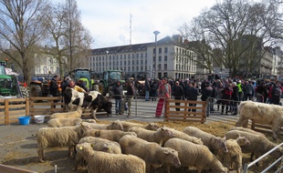 Des zadistes ont manifesté ce lundi midi à Nantes