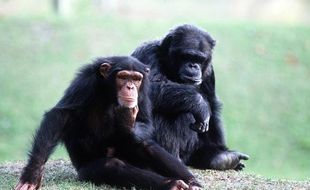 Un couple de chimpanzés.