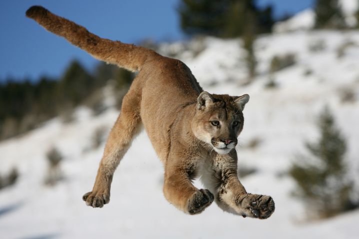 Le puma (Puma concolor).