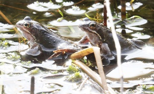 La mare aux grenouilles doit être comblée par décision de justice.