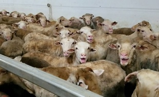 Un cargo transportant plus de 50.000 moutons vivants au Proche-Orient a été immobilisé en Australie après la diffusion d'une vidéo montrant des conditions déplorables à bord.