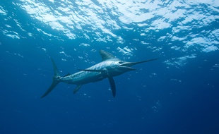 Un marlin. Illustration.