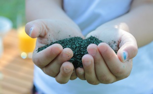 De la spiruline en poudre