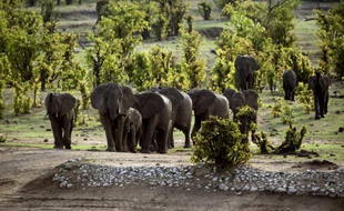 Des éléphants dans le parc national de Hwange, le 17 novembre 2012 au Zimbabwe.