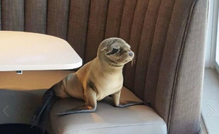 Otarie au restaurant de San Diego.