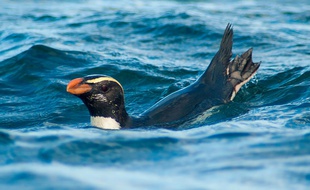 Un gorfou du Fiordland.