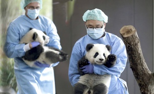 Les deux bébés pandas du zoo de Berlin, amenés dans leur nouvel enclos par deux soigneurs le 29 janvier 2020 en Allemagne.