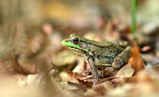 Une grenouille verte du Nord photographiée le 22 juillet 2014 à Delmarva.