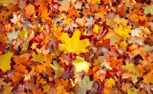 Un tapis de feuilles mortes