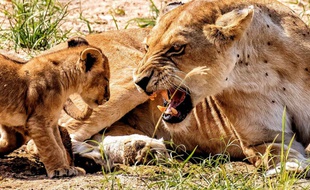 Ce lionceau a dû faire une bêtise !
