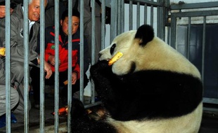Xing Hui, un mâle panda de 4 ans avant son départ pour la Belgique, le 22 février 2014 au centre de recherche et conservation des pandas géants à Dujiangyan, au Sichuan