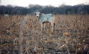 Une chèvre noire sous un arbre sec: c'est le seul animal qu'il reste à Maria Juana Rodrigues, agricultrice à Quixada, dans le Nordeste du Brésil. Il y a deux ans, la retraitée possédait encore une douzaine de têtes de bétail.