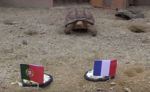 La tortue Ariane s'apprête à prédire la finale...