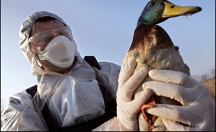 Un deuxième cas de grippe aviaire a été détecté dans un élevage de canards.