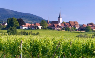 Mittelbergheim rêve de devenir la troisième commune alsacienne à devenir un des villages préférés des Français.